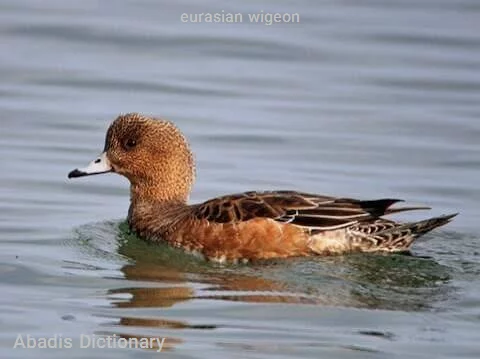 eurasian wigeon